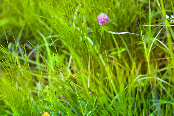 Heuschrecke Cricket grünes Gras Hintergrund - Foto, Bild