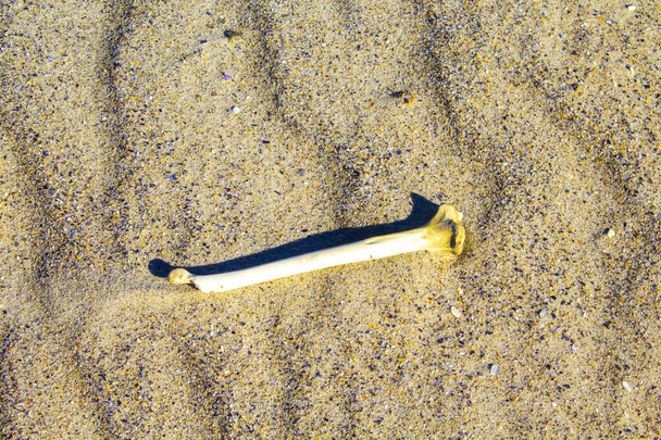 bone on white sand beach, background - Valokuva, kuva