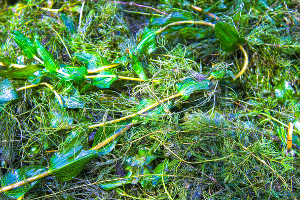 zielone glony wodorosty morskie tło tekstury - Zdjęcie, obraz