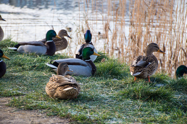 flock of ducks on the lake in the park - 写真・画像