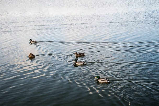 стадо уток на озере в парке
 - Фото, изображение