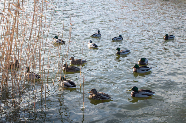 stado kaczek na jeziorze w parku - Zdjęcie, obraz