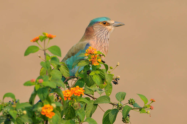 インド国立公園の鳥のローラーファミリーの一員であるインドのローラー(Coracias benghalensis). - 写真・画像