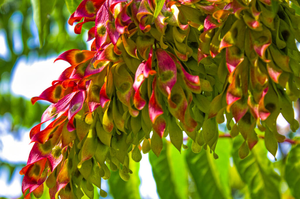 sumac tree flowers branch  nature  - Fotoğraf, Görsel