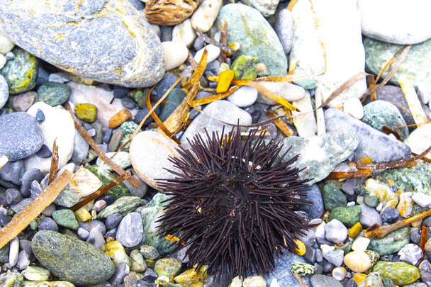 Droge egel op een rots van een strand. Zonlicht markeert alle pieken. Typisch schepsel in het water van de Adriatische Zee.  - Foto, afbeelding