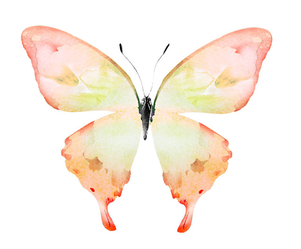 Watercolor butterfly , isolated on white background - Foto, afbeelding