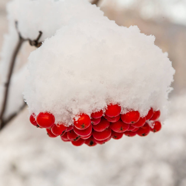 Красные ягоды сорбуса aucuparia в снегу. Первый снег зимой. Пища для птиц в зимнем саду
. - Фото, изображение