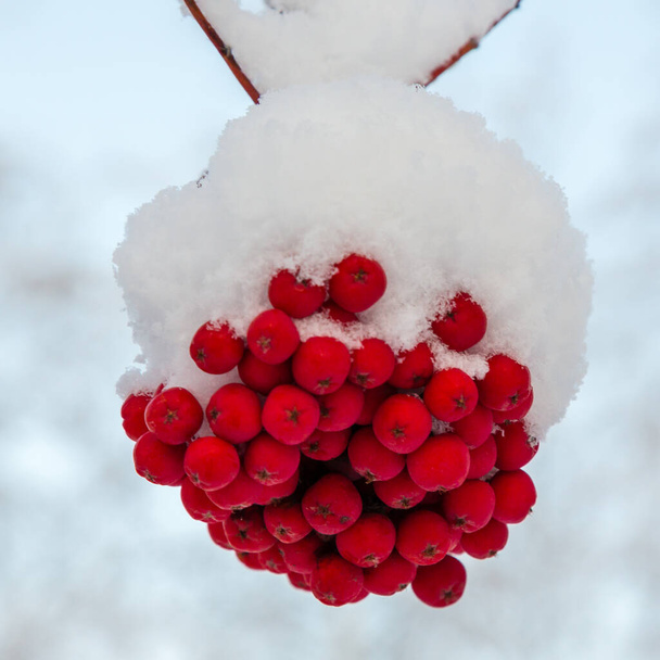 Red berries of sorbus aucuparia in the snow. First snow in winter. Food for birds in winter garden. - Photo, Image