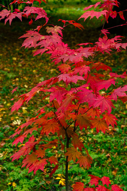 Acer japonicum en el jardín de otoño
 - Foto, imagen