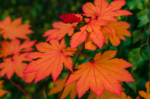 Acer japonicum en el jardín de otoño
 - Foto, imagen