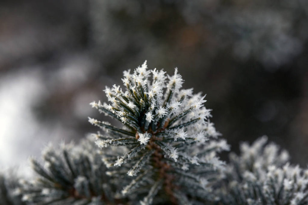 Pine branches with hoarfrost crystals. Winter day. Christmas background. - Foto, Imagen