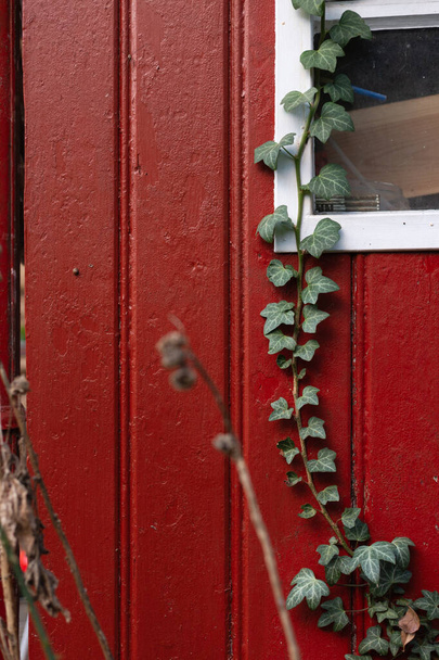 punainen puinen seinä muratti kasveja
 - Valokuva, kuva
