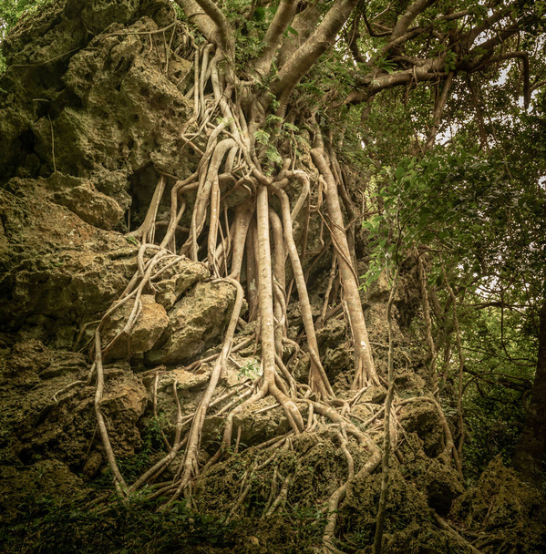 Βαθιές τροπικές ζούγκλες της Νοτιοανατολικής Ασίας το Μάρτιο - Φωτογραφία, εικόνα