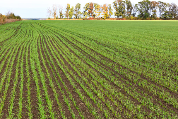 Smooth rows of shoots of winter wheat sprouted on a huge field in mid-autumn. - Photo, Image