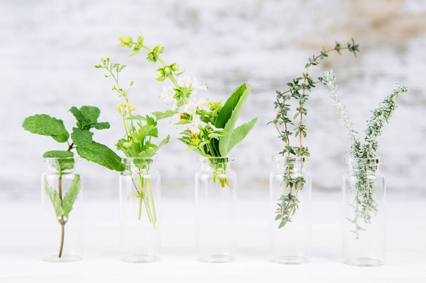 Botellas con hierbas medicinales, flor de albahaca, romero, orégano, tomillo y menta sobre fondo blanco
. - Foto, Imagen