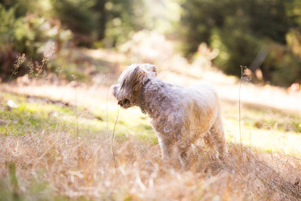 Onnellinen koira leikkii syksyllä niitty
 - Valokuva, kuva