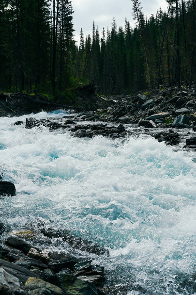 Górska rzeka w syberyjskiej tajdze. Szybki strumień w lesie iglastym. Natura gór Altai do turystyki pieszej i wodnej - Zdjęcie, obraz