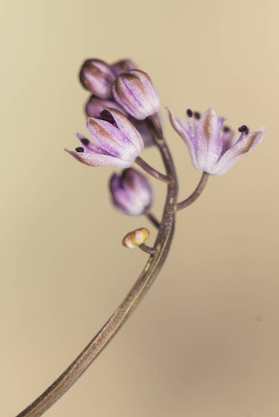 Scilla otoñal Otoño Squill Invierno Jacinto pequeña flor púrpura que aparece en otoño después de las primeras lluvias delicadas y apenas 10 cm de altura
 - Foto, imagen