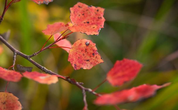 秋の植物の明るい代表 - 写真・画像