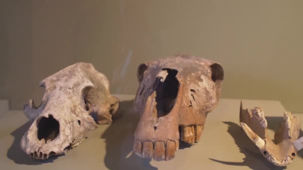 Ζωικά οστά εκτίθενται στο Μουσείο του Κολοσσαίου στη Ρώμη - Πλάνα, βίντεο
