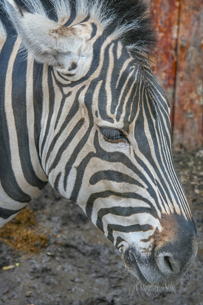 Zebra hayvanat bahçesinde - Fotoğraf, Görsel