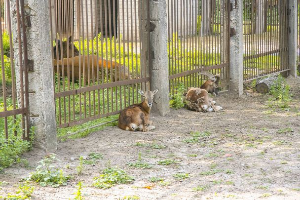 Wild antelope in zoo - Photo, Image