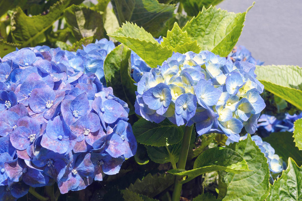 Huge inflorescences of blue large hydrangea (Latin Hydrangea macrophylla). Beautiful, toxic and healing flower hydrangea - a symbol of the island of San Miguel, Azores, Portugal. - Photo, Image