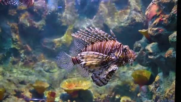 miles lionfish Swimming in coral under the sea - 映像、動画