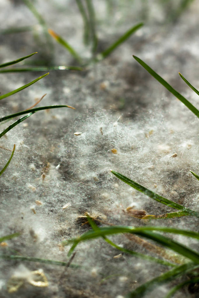 allergén tavaszi magok nyárfa pelyhek hevernek a földön. közelkép - Fotó, kép