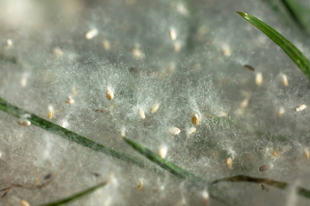 αλλεργιογόνοι σπόροι λεύκας ξαπλωμένοι στο έδαφος. κοντινό πλάνο - Φωτογραφία, εικόνα