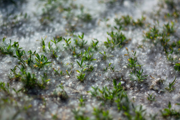 allergenic spring seeds of poplar fluff lying on the ground. closeup - Photo, Image
