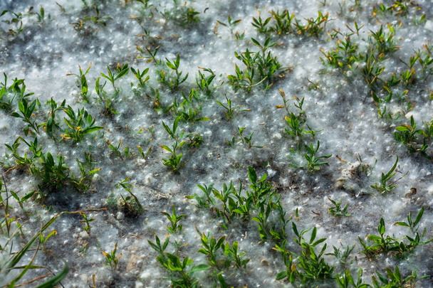 alergenne nasiona wiosny topoli leżące na ziemi. zbliżenie - Zdjęcie, obraz