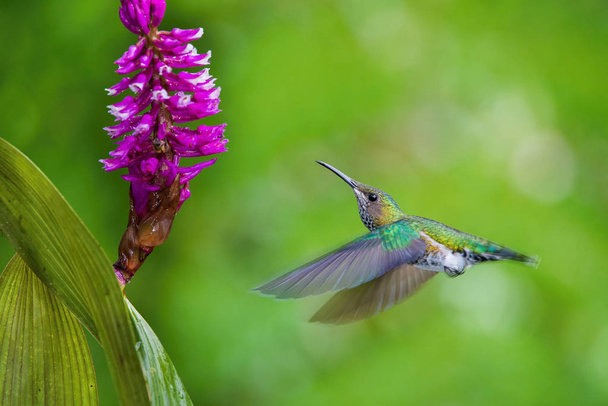 ハチドリは急上昇して、熱帯雨林の環境で美しい花から蜜を飲みます。飛行の白い首ジャコバン派の素敵なカラフルな背景を持つ florisuga mellivora mellivora. - 写真・画像