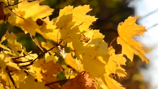 Яскраве кленове листя ширяє на вітрі в осінньому парку. Осінні кольори Відео
 - Кадри, відео