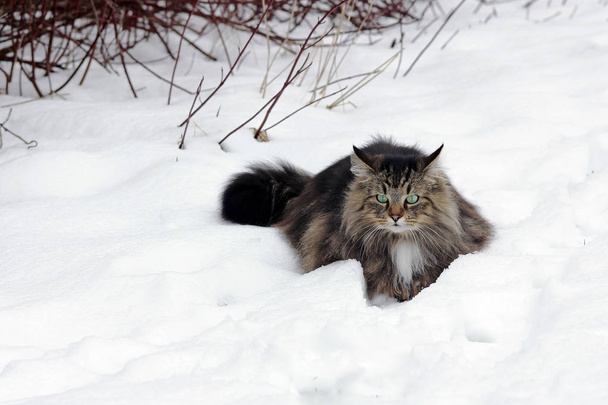 Un grazioso giovane gatto della foresta norvegese marrone-nero in inverno sulla neve
 - Foto, immagini