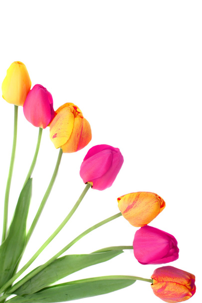 Ramo de tulipanes borde o marco
 - Foto, Imagen