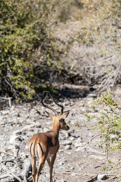 Impalas im Etoscha-Nationalpark - Foto, Bild