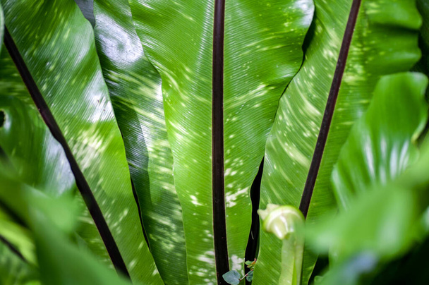 Hart's-tongue Fern. Central part with dark stripes on the leaves - Foto, Imagem