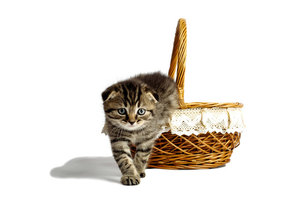 lindo gatito gris se ve fuera de la cesta. sobre una espalda blanca
 - Foto, imagen