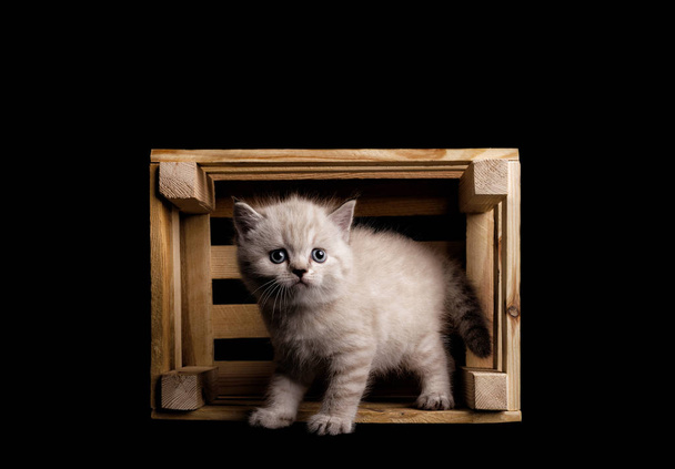 милий білий кошеня на чорному тлі біля дерев'яної коробки
 - Фото, зображення