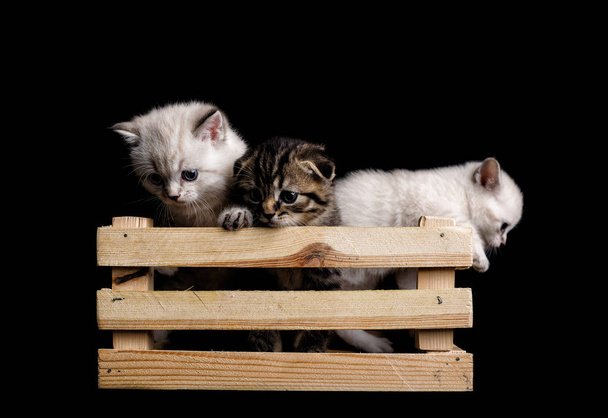Három aranyos kiscica ül egy fadobozban. egy fekete háton - Fotó, kép