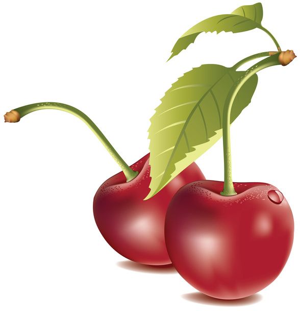 Cherry - Vetor, Imagem