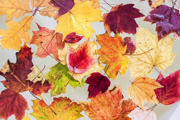 Kolorowe tło jesiennych liści pływających w wodzie. - Zdjęcie, obraz