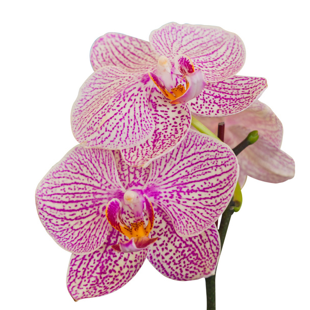 Orchidée pourpre sur fond blanc avec chemin de coupe
 - Photo, image
