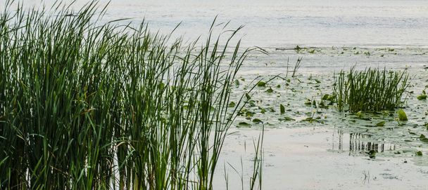 Cañas en un lago con nenúfares
 - Foto, Imagen