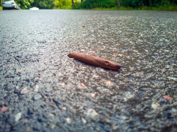 Ślimak i asfalt - Zdjęcie, obraz