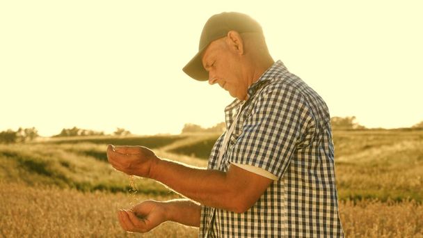 businessman evaluates quality of wheat grain in the field. ripe grain of wheat in hands of a farmer. Agriculture concept. Organic Grain grain harvesting. - Photo, Image