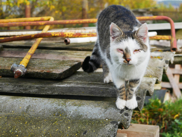 Gato abandonado. Gato llorón abandonado con conjuntivitis. Animales sin hogar
 - Foto, Imagen