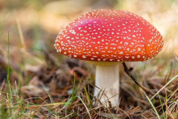 Amanita Muscaria, hongo venenoso en el fondo del bosque natural
. - Foto, imagen