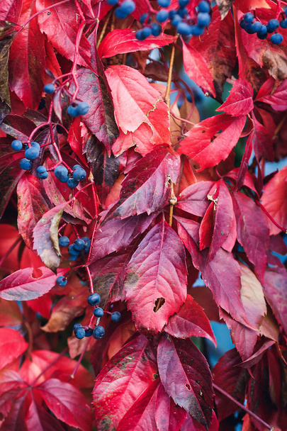 sfondo di foglie rosse e bacche blu di un vigneto selvatico
. - Foto, immagini